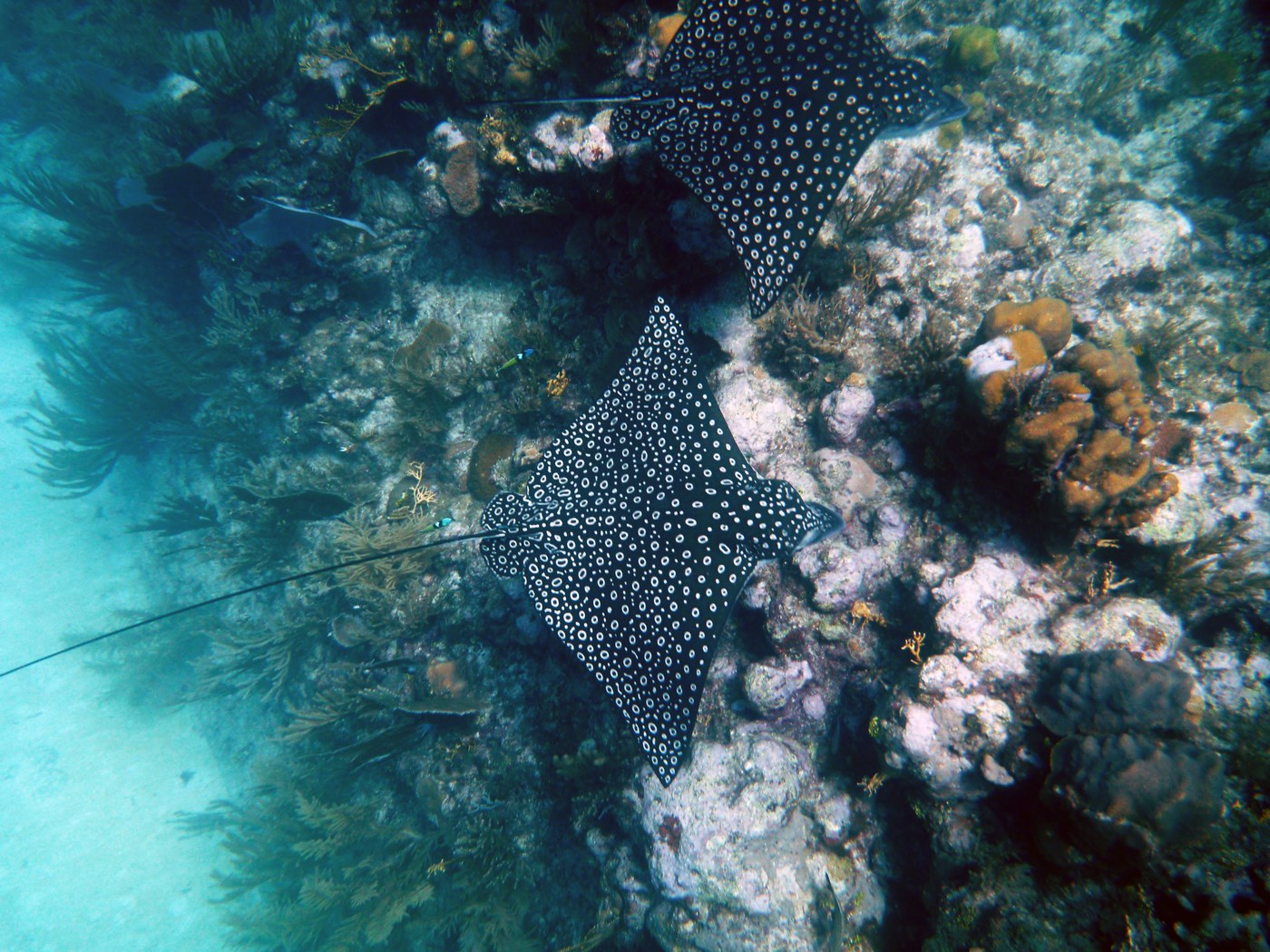 Spotted eagle rays